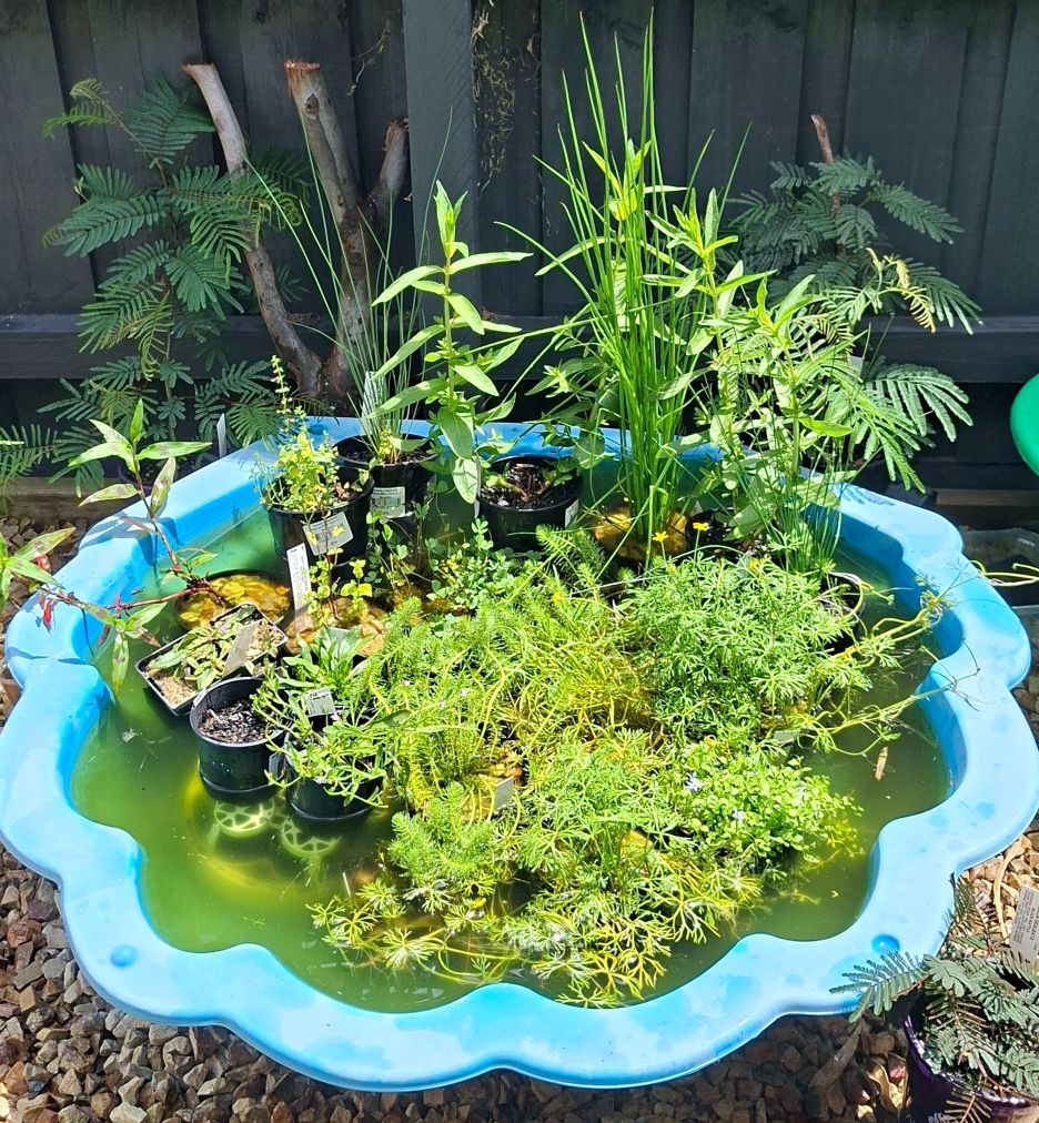 a pond in a children's pool filled with plants